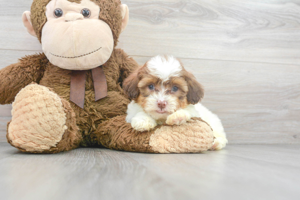 Shih Poo Pup Being Cute