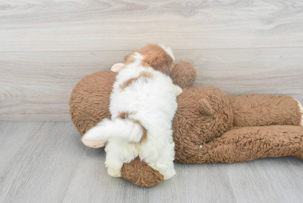 Cute Shih Poo Poodle Mix Pup