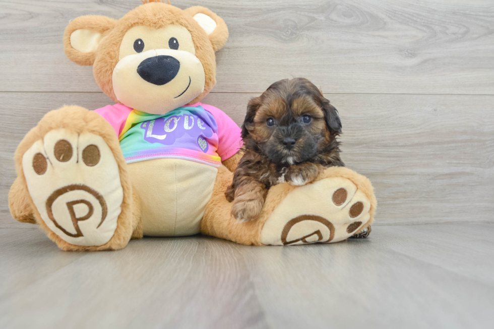 Petite Shih Poo Poodle Mix Pup