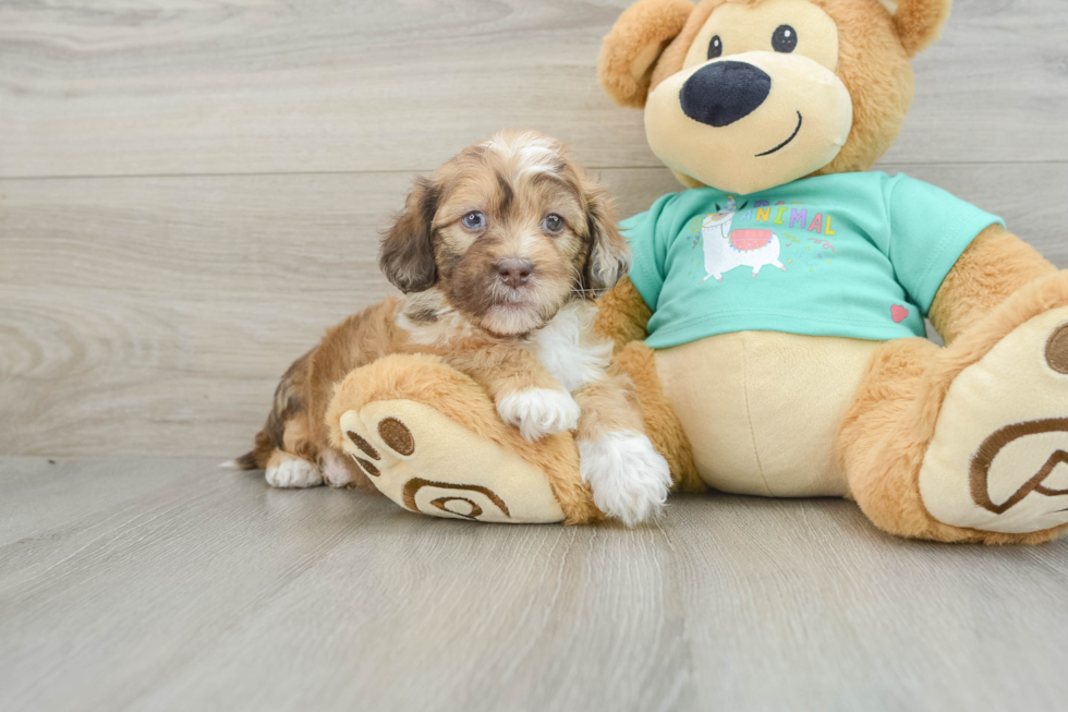 Funny Shih Poo Poodle Mix Pup