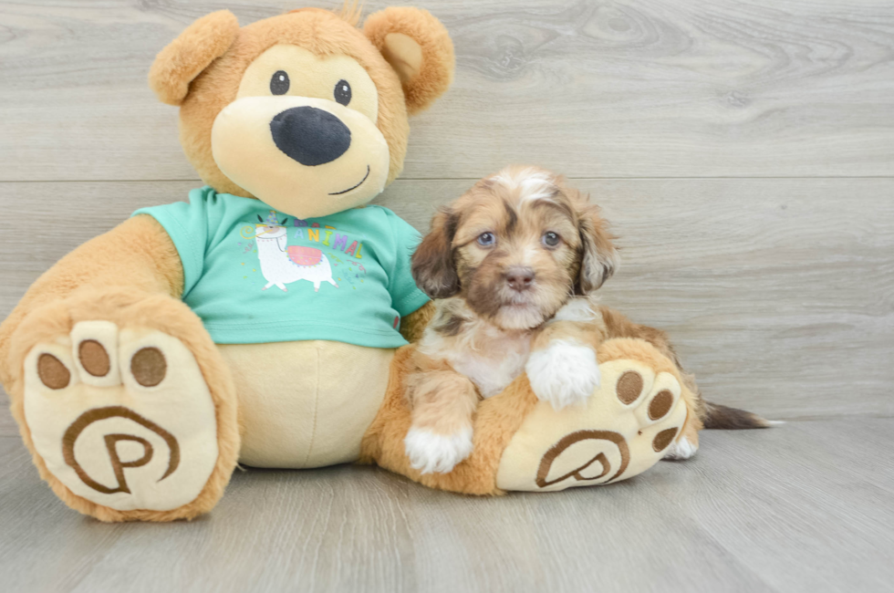 6 week old Shih Poo Puppy For Sale - Premier Pups