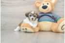 Shih Poo Puppy for Adoption