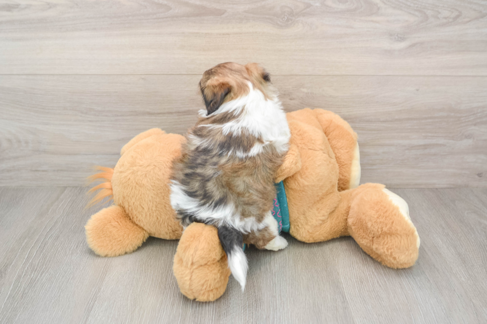 Hypoallergenic Shih Poo Poodle Mix Puppy