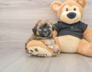5 week old Shih Poo Puppy For Sale - Premier Pups