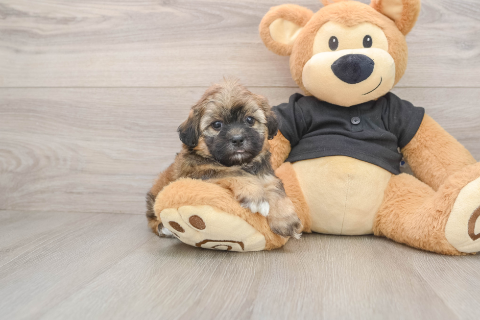 Shih Poo Pup Being Cute