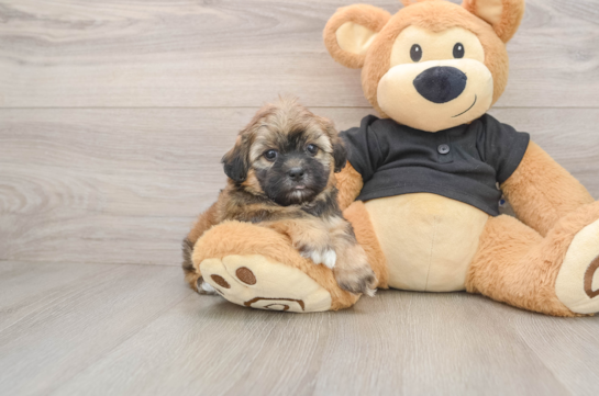 Shih Poo Pup Being Cute