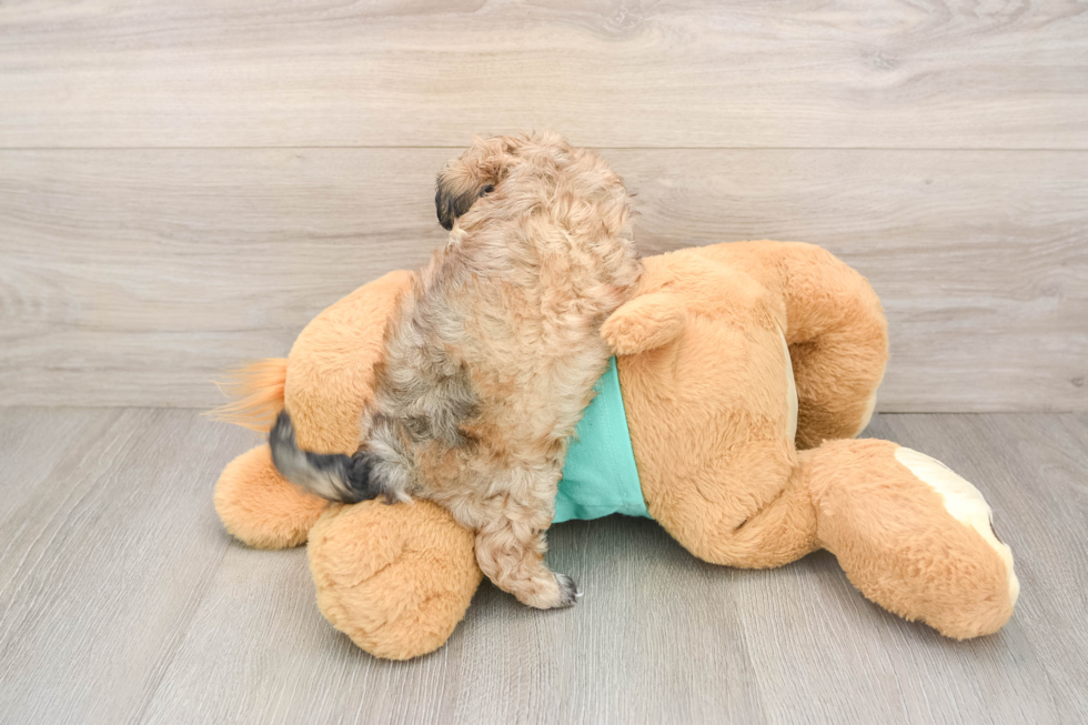 Popular Shih Poo Poodle Mix Pup