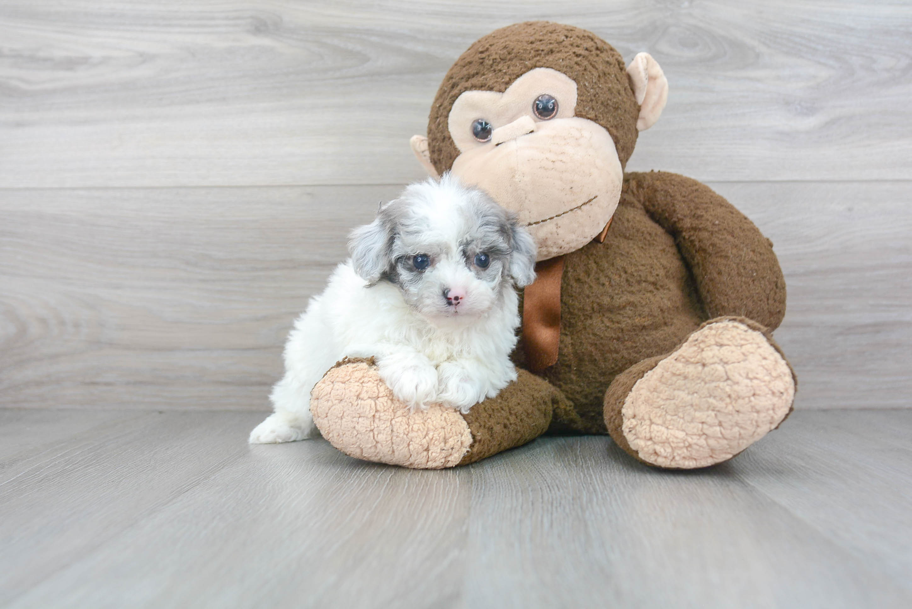 Adorable Shihpoo Poodle Mix Puppy