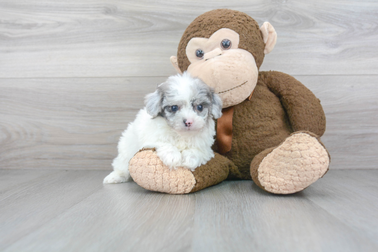 Adorable Shihpoo Poodle Mix Puppy
