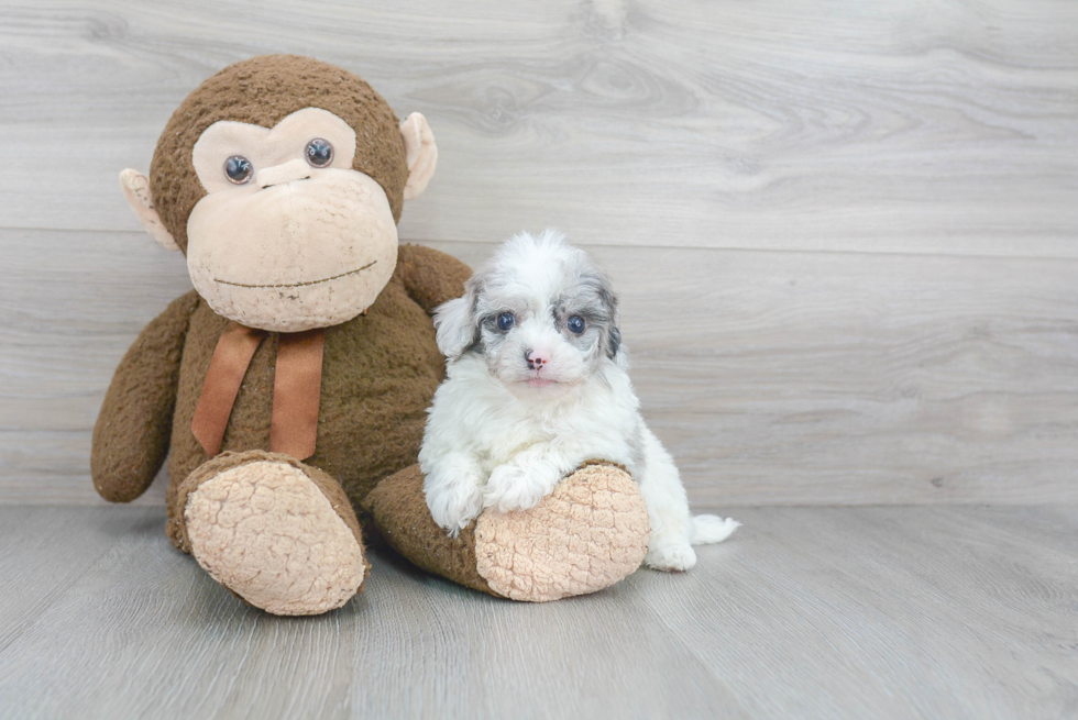 Shih Poo Pup Being Cute