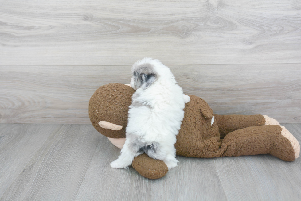 Hypoallergenic Shihpoo Poodle Mix Puppy