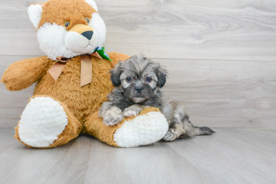 Smart Shih Poo Poodle Mix Pup