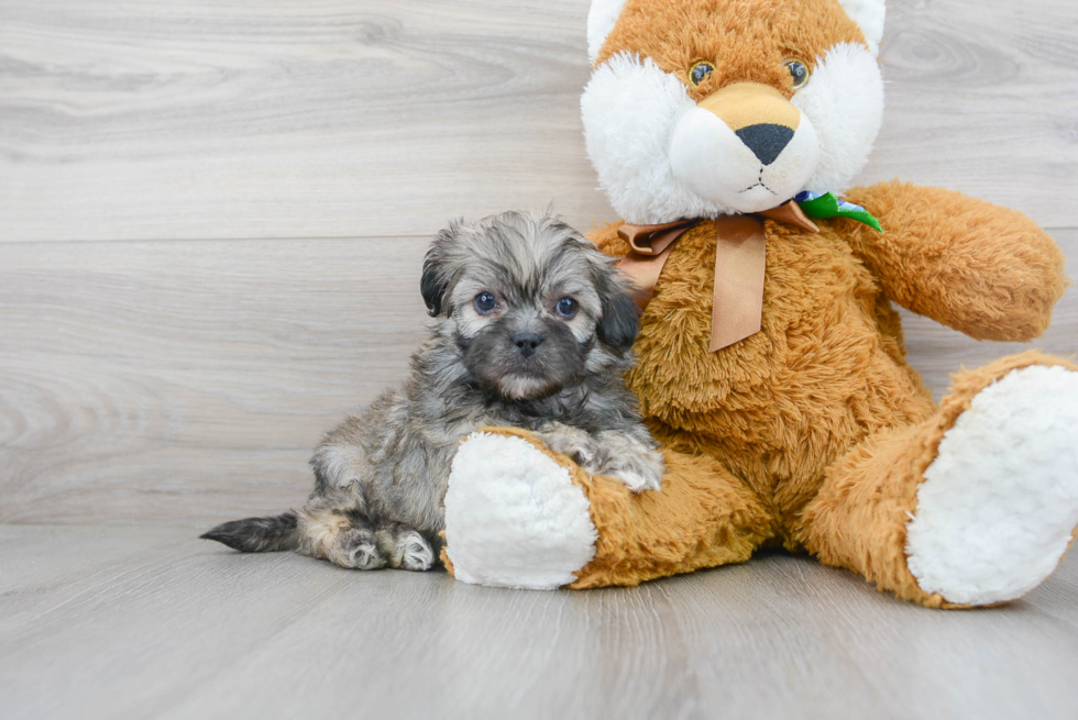 Shih Poo Puppy for Adoption