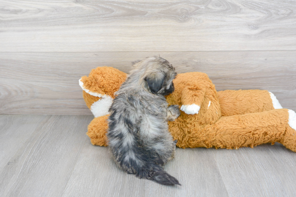 Shih Poo Puppy for Adoption