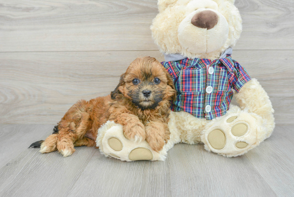 Fluffy Shih Poo Poodle Mix Pup