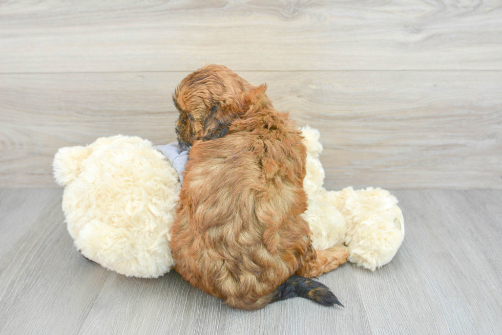 Petite Shih Poo Poodle Mix Pup