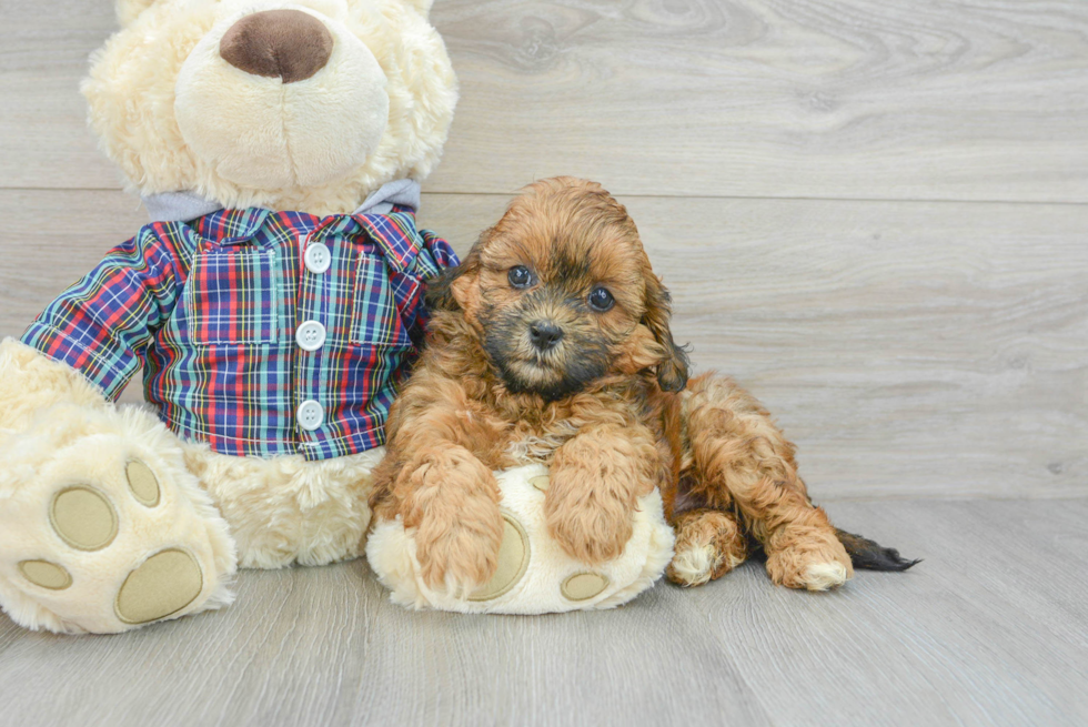 Little Shihpoo Poodle Mix Puppy