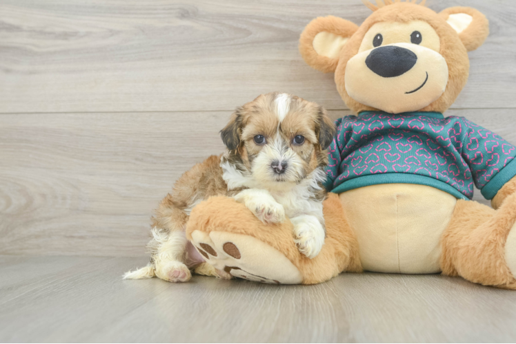 Shih Poo Pup Being Cute