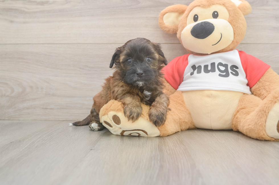 5 week old Shih Poo Puppy For Sale - Premier Pups
