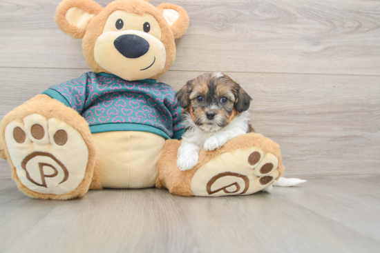 Shih Poo Pup Being Cute