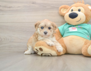 7 week old Shih Poo Puppy For Sale - Premier Pups