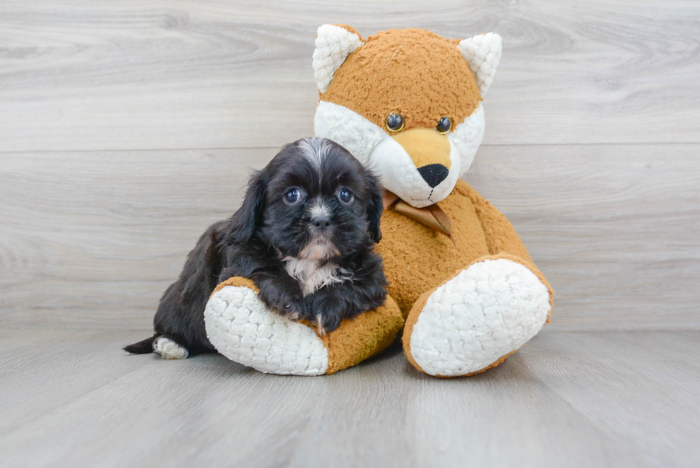 Cute Shih Poo Baby