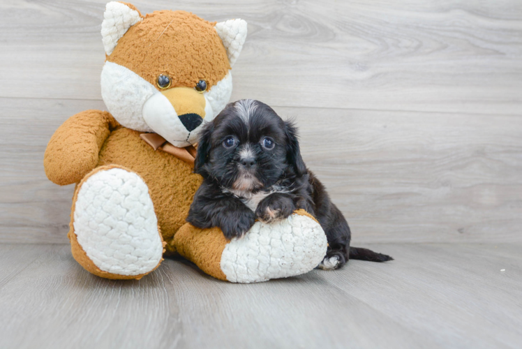 Best Shih Poo Baby