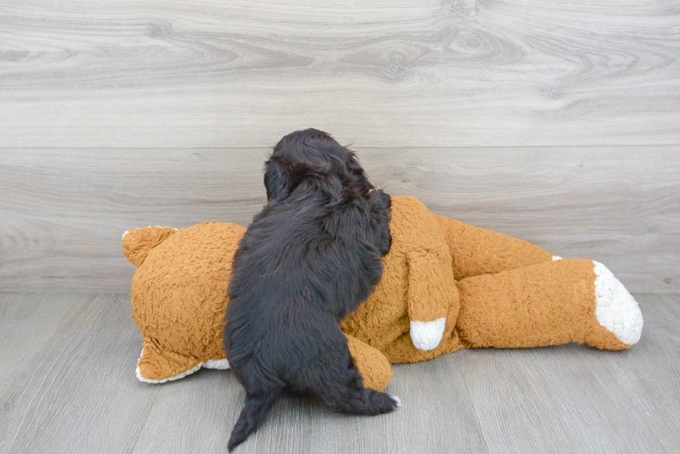 Smart Shih Poo Poodle Mix Pup