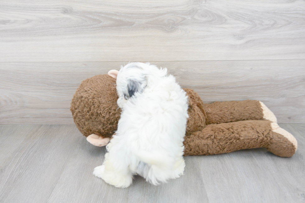 Shih Poo Pup Being Cute