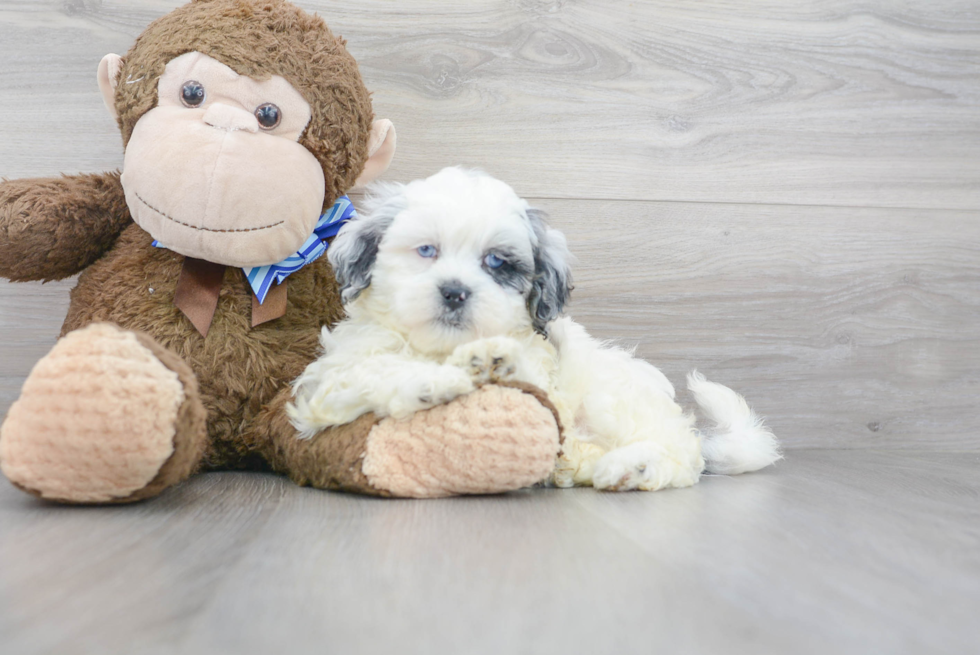 Shih Poo Pup Being Cute