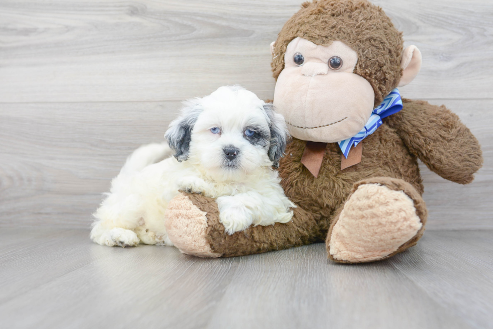 Little Shih Poo Poodle Mix Puppy