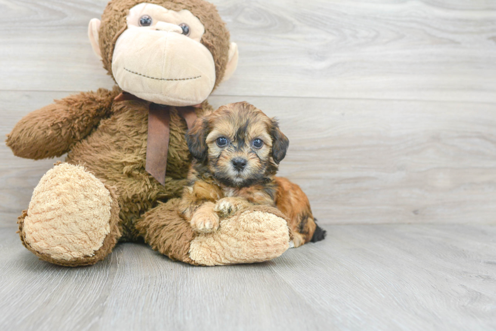 Small Shih Poo Baby