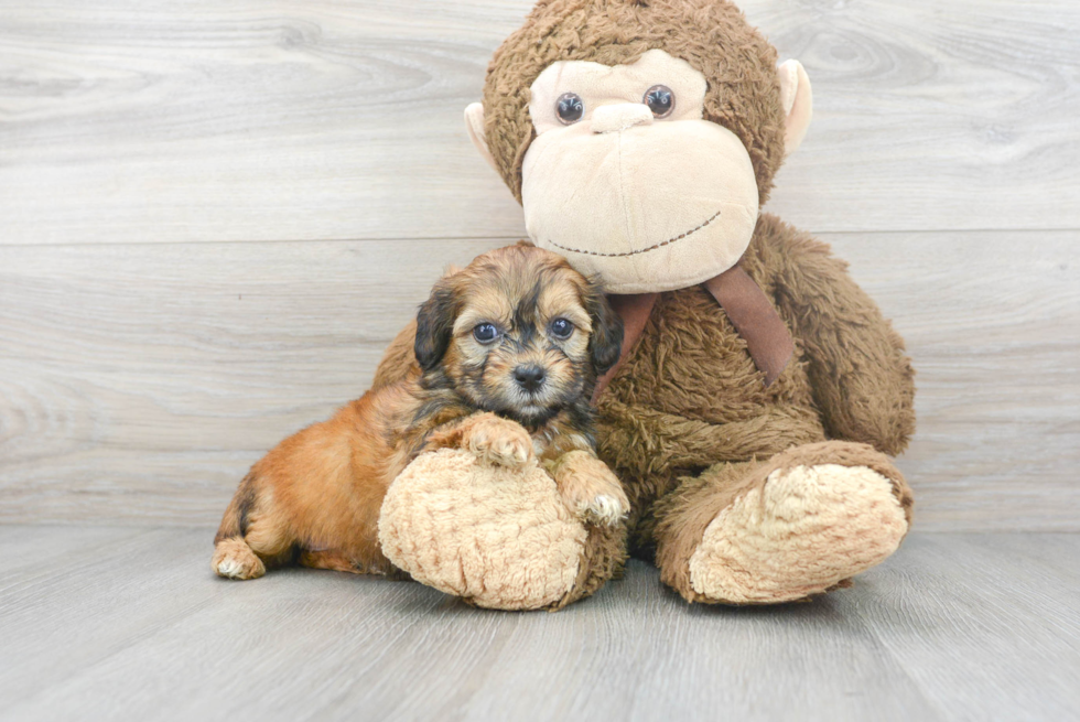 Fluffy Shih Poo Poodle Mix Pup