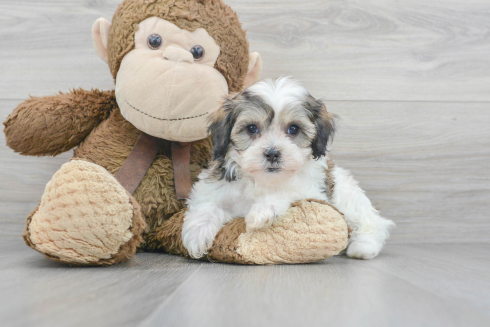 Cute Shih Poo Baby