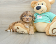 6 week old Shih Poo Puppy For Sale - Premier Pups