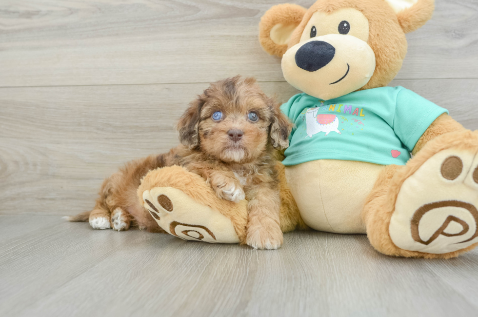 6 week old Shih Poo Puppy For Sale - Premier Pups