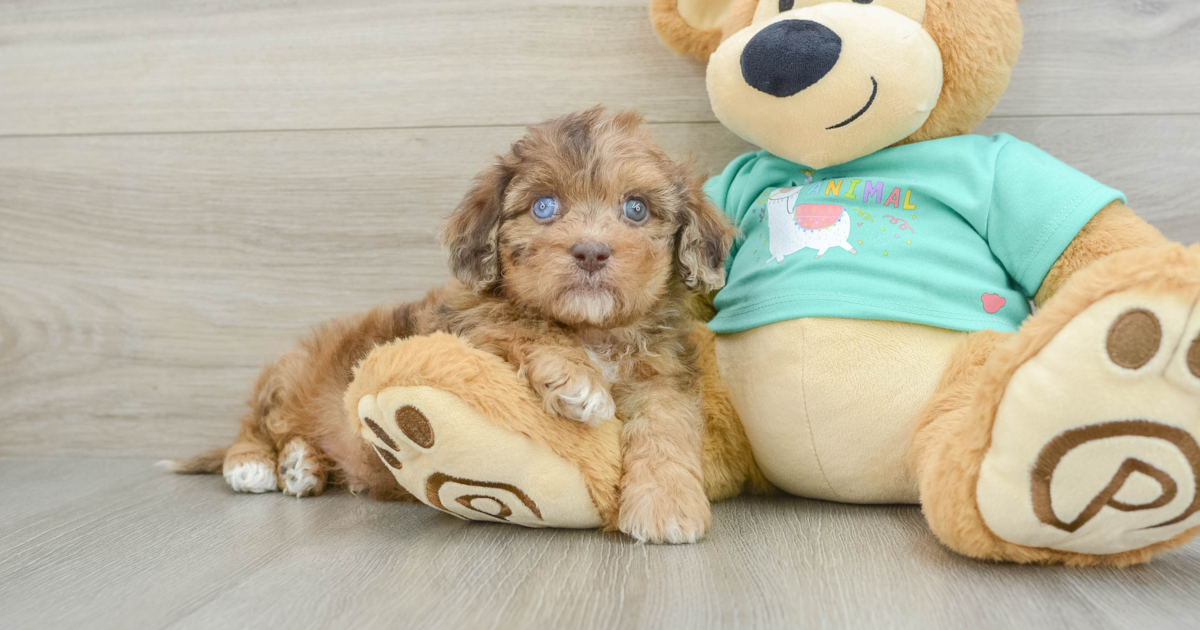 Small Shih Poo Vaughn: 6lb 3oz Doodle Puppy