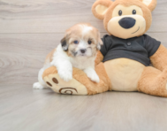 5 week old Shih Poo Puppy For Sale - Premier Pups
