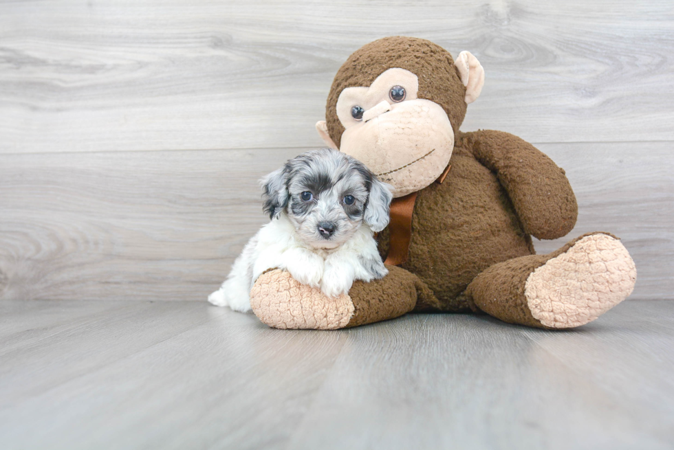 Petite Shih Poo Poodle Mix Pup