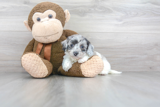 Shih Poo Pup Being Cute