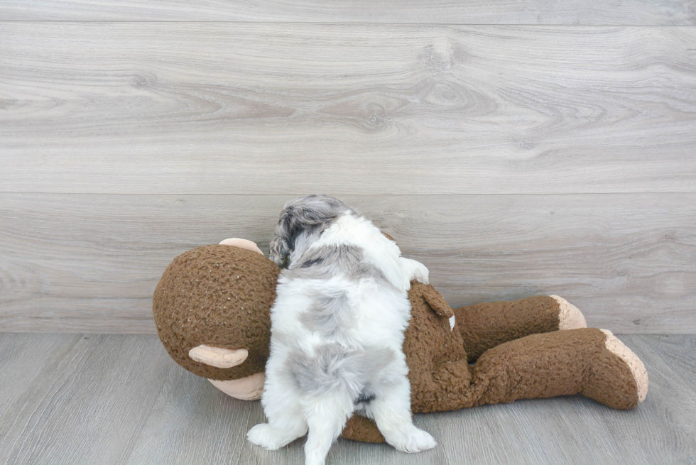 Petite Shih Poo Poodle Mix Pup