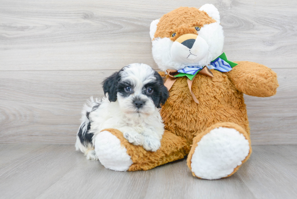 Smart Shih Poo Poodle Mix Pup