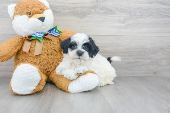 Playful Shihpoo Poodle Mix Puppy