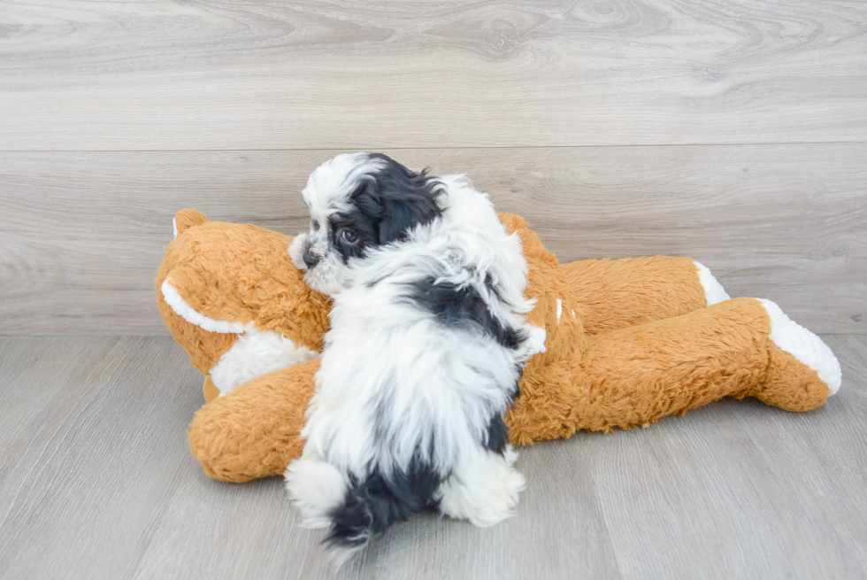 Shih Poo Pup Being Cute