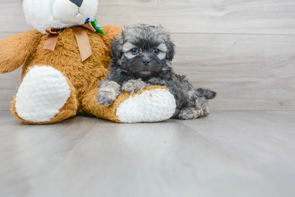 Funny Shih Poo Poodle Mix Pup