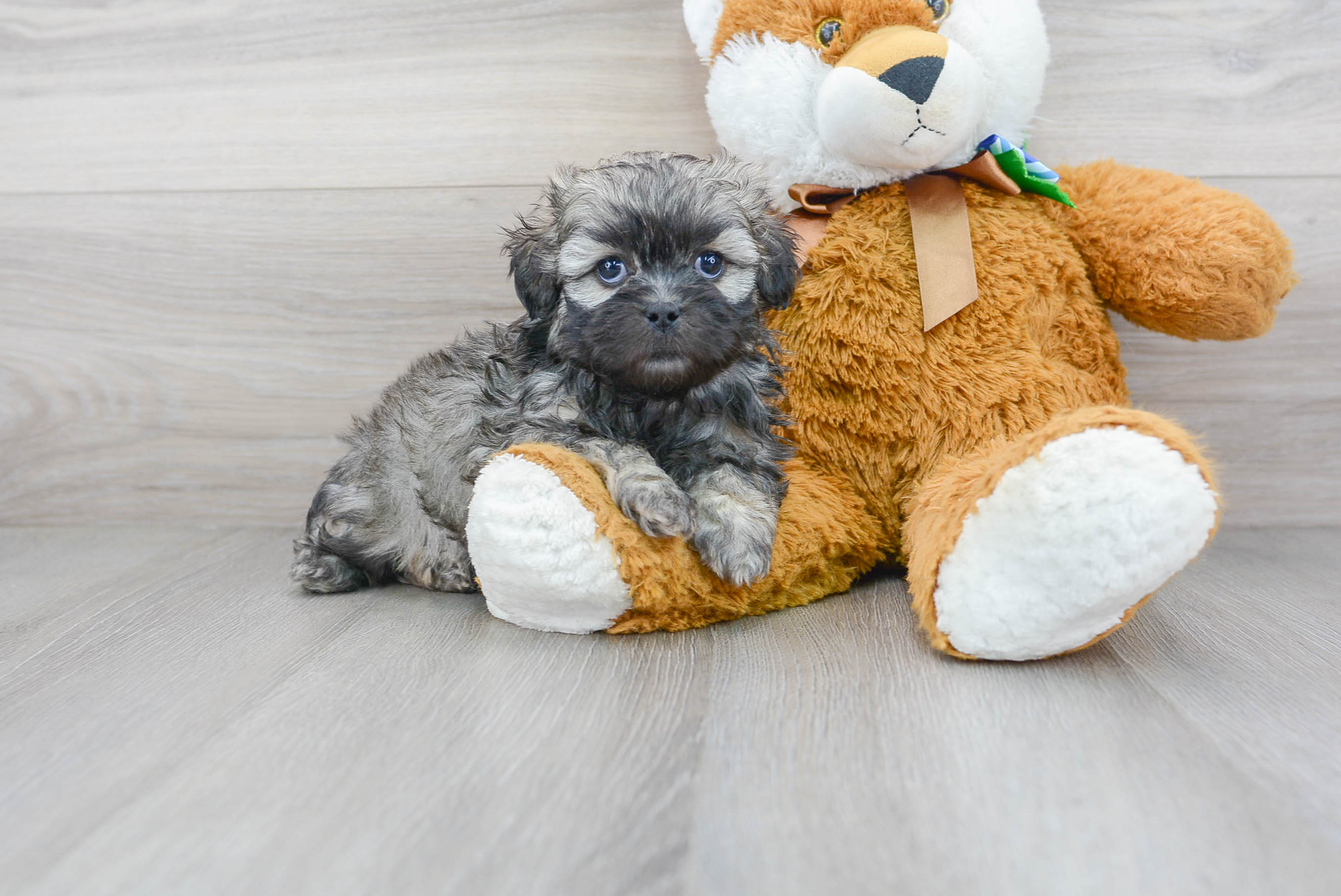 Best Shih Poo Baby