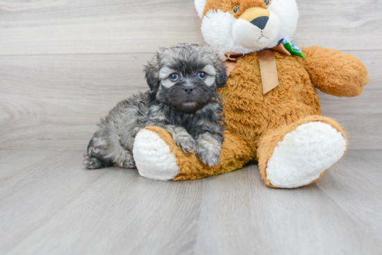 Best Shih Poo Baby