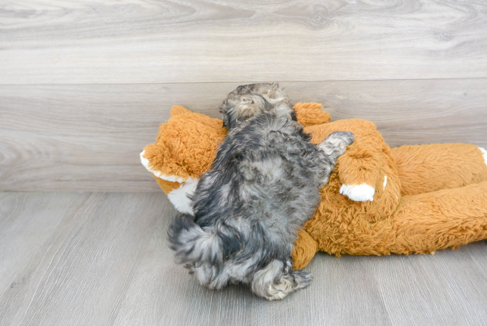 Petite Shih Poo Poodle Mix Pup