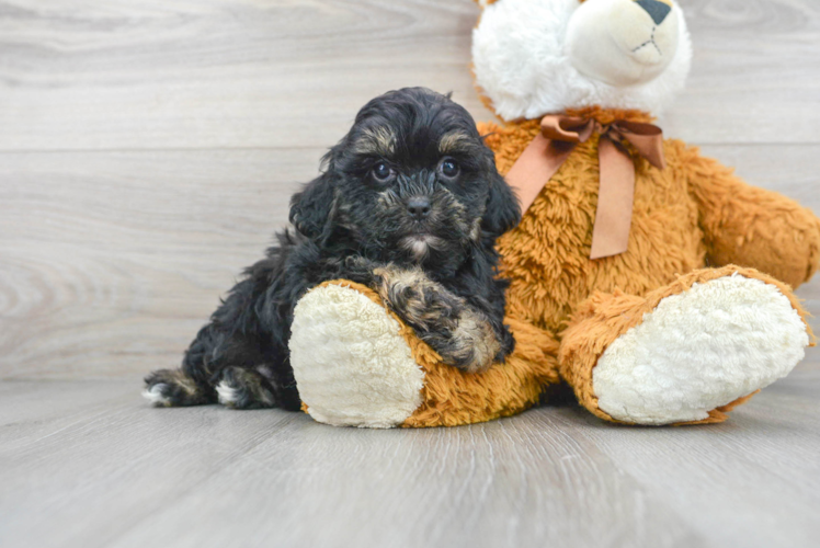 Funny Shih Poo Poodle Mix Pup