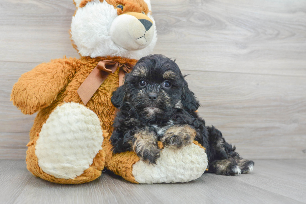 Petite Shih Poo Poodle Mix Pup